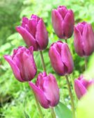 Tulipa Purple Rock