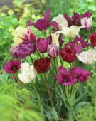 Tulipa purple mix