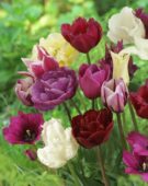 Tulipa purple mix