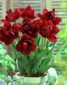 Tulipa Matrix