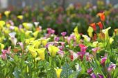 Zantedeschia gemengd