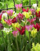 Tulipa viridiflora mix