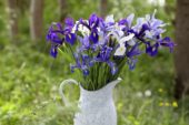 Irisses in vase