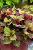Coleus scutellarioides Indian Summer