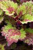 Coleus scutellarioides Indian Summer
