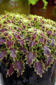Coleus scutellarioides Sultana