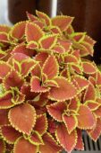 Coleus scutellarioides Trusty Rusty