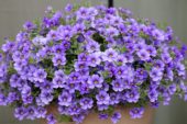 Calibrachoa Cabaretâ„¢ Lavender Calibrachoa Cabaretâ„¢ Lavender