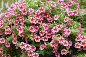 Calibrachoa Can-Can® Rose Star Calibrachoa Can-Can® Rose Star