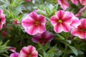 Calibrachoa Can-Can® Rose Star Calibrachoa Can-Can® Rose Star