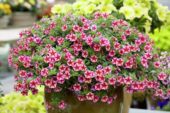 Calibrachoa Can-Can® Rose Star Calibrachoa Can-Can® Rose Star