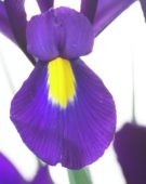 Iris Purple Jacket
