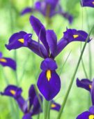 Iris hollandica Blue Pearl