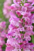 Penstemon Riding Hood Hot Pink