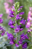 Penstemon Riding Hood Purple