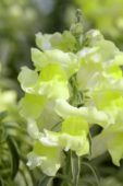 Antirrhinum Snap Daddy
