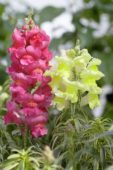 Antirrhinum Eternal, Snap Daddy
