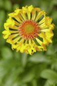 Gaillardia Commotion® Moxie Gaillardia Commotion® Moxie