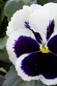 Viola x wittrockiana Majestic Giant