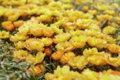 Portulaca grandiflora Sunseeker Yellow