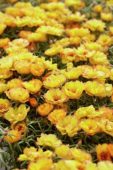 Portulaca grandiflora Sunseeker Yellow