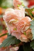 Begonia Amerihybrid® Scentiment® Blush Pink Begonia Amerihybrid® Scentiment® Blush Pink