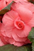 Begonia Amerihybrid® Large Upright Rose Form Pink Begonia Amerihybrid® Large Upright Rose Form Pink