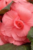 Begonia Amerihybrid® Large Upright Rose Form Pink