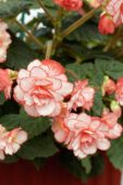 Begonia Amerihybrid® Hanging Basket Picotee White/Pink