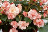Begonia Amerihybrid® Hanging Basket Picotee White/Pink