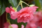 Begonia pink