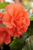 Begonia Amerihybrid® Large Upright Ruffled Salmon Begonia Amerihybrid® Large Upright Ruffled Salmon