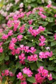 Impatiens walleriana Butterfly Deep Pink