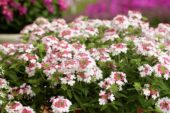 Verbena Lanai® Twister™ Twister Pink Verbena Lanai® Twister™ Twister Pink