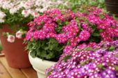 Verbena Lanai® Upright Rose with Eye Verbena Lanai® Upright Rose with Eye