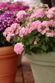 Verbena Lanai® Upright Pink Verbena Lanai® Upright Pink