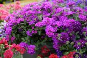 Verbena Lanai® Upright Bright Rose Verbena Lanai® Upright Bright Rose