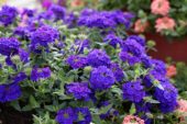 Verbena Lanai® Blue Denim Verbena Lanai® Blue Denim