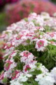Verbena Lanai® Twister™ Twister Pink Verbena Lanai® Twister™ Twister Pink