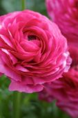Ranunculus Mache Rose
