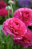 Ranunculus Mache Rose
