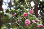 Camellia japonica Nan Crowell