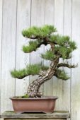 Japanse Black Pine