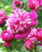 Paeonia Celebrity