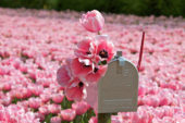 Tulpen in brievenbus
