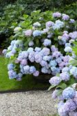 Hydrangea