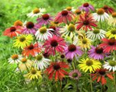 Echinacea Butterfly Hybrids ® Echinacea Butterfly Hybrids ®