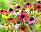 Echinacea Butterfly Hybrids ® Echinacea Butterfly Hybrids ®