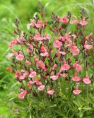 Salvia Salmon Dance