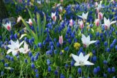 Tulipa Lady Jane, Muscari Blue Magic